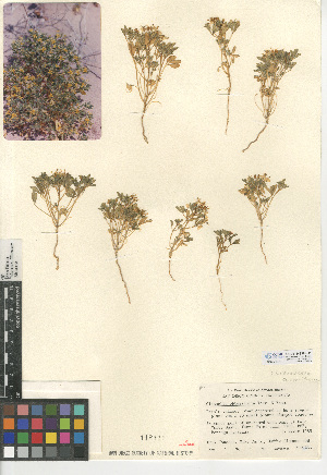 (Cleomella obtusifolia - CCDB-24939-H11)  @11 [ ] CreativeCommons - Attribution Non-Commercial Share-Alike (2015) SDNHM San Diego Natural History Museum