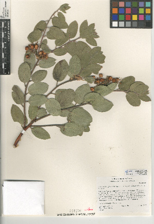  (Arctostaphylos glandulosa subsp. cushingiana - CCDB-24940-A08)  @11 [ ] CreativeCommons - Attribution Non-Commercial Share-Alike (2015) SDNHM San Diego Natural History Museum