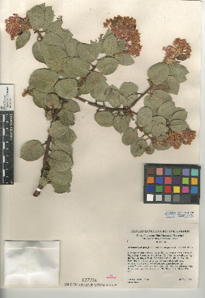  (Arctostaphylos - CCDB-24940-A09)  @11 [ ] CreativeCommons - Attribution Non-Commercial Share-Alike (2015) SDNHM San Diego Natural History Museum