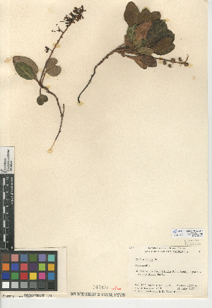  (Pyrola picta - CCDB-24940-A10)  @11 [ ] CreativeCommons - Attribution Non-Commercial Share-Alike (2015) SDNHM San Diego Natural History Museum