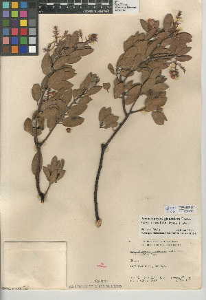  (Arctostaphylos glandulosa subsp. crassifolia - CCDB-24940-B08)  @11 [ ] CreativeCommons - Attribution Non-Commercial Share-Alike (2015) SDNHM San Diego Natural History Museum