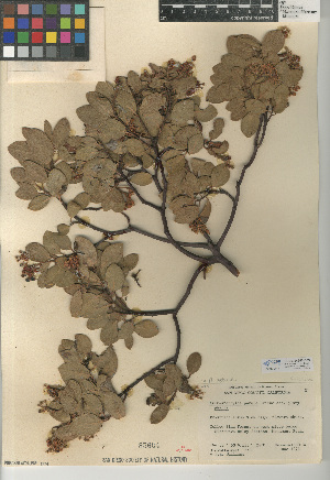  (Arctostaphylos patula - CCDB-24940-B09)  @11 [ ] CreativeCommons - Attribution Non-Commercial Share-Alike (2015) SDNHM San Diego Natural History Museum