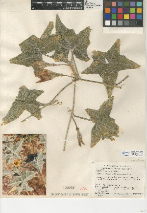  (Cucurbita palmata - CCDB-24940-C06)  @11 [ ] CreativeCommons - Attribution Non-Commercial Share-Alike (2015) SDNHM San Diego Natural History Museum