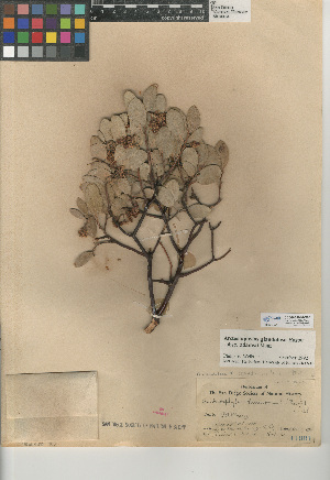  (Arctostaphylos glandulosa subsp. adamsii - CCDB-24940-C08)  @11 [ ] CreativeCommons - Attribution Non-Commercial Share-Alike (2015) SDNHM San Diego Natural History Museum