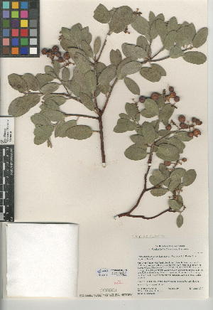  (Arctostaphylos parryana - CCDB-24940-C09)  @11 [ ] CreativeCommons - Attribution Non-Commercial Share-Alike (2015) SDNHM San Diego Natural History Museum