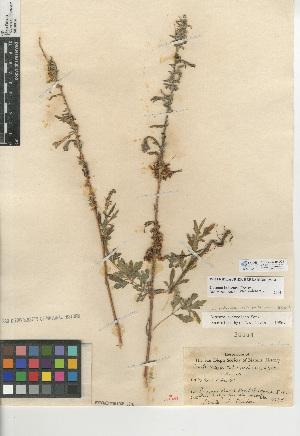  (Cuscuta indecora var. indecora - CCDB-24940-D01)  @11 [ ] CreativeCommons - Attribution Non-Commercial Share-Alike (2015) SDNHM San Diego Natural History Museum