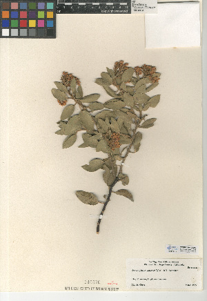  (Arctostaphylos otayensis - CCDB-24940-D09)  @11 [ ] CreativeCommons - Attribution Non-Commercial Share-Alike (2015) SDNHM San Diego Natural History Museum