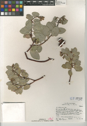  (Arctostaphylos glauca - CCDB-24940-E09)  @11 [ ] CreativeCommons - Attribution Non-Commercial Share-Alike (2015) SDNHM San Diego Natural History Museum