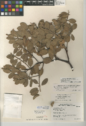  (Arctostaphylos glandulosa subsp. mollis - CCDB-24940-F09)  @11 [ ] CreativeCommons - Attribution Non-Commercial Share-Alike (2015) SDNHM San Diego Natural History Museum