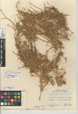  (Cuscuta californica var. papillosa - CCDB-24940-G01)  @11 [ ] CreativeCommons - Attribution Non-Commercial Share-Alike (2015) SDNHM San Diego Natural History Museum