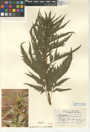  (Datisca glomerata - CCDB-24940-G07)  @11 [ ] CreativeCommons - Attribution Non-Commercial Share-Alike (2015) SDNHM San Diego Natural History Museum