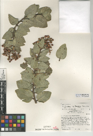  (Arctostaphylos glandulosa subsp. leucophylla - CCDB-24940-G09)  @11 [ ] CreativeCommons - Attribution Non-Commercial Share-Alike (2015) SDNHM San Diego Natural History Museum