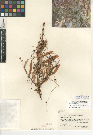  (Cuscuta subinclusa - CCDB-24940-H02)  @11 [ ] CreativeCommons - Attribution Non-Commercial Share-Alike (2015) SDNHM San Diego Natural History Museum