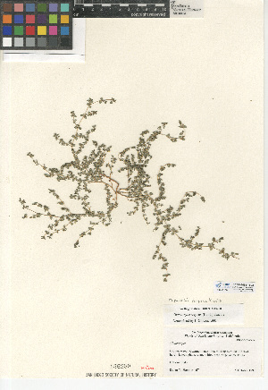  ( - CCDB-24941-B02)  @11 [ ] CreativeCommons - Attribution Non-Commercial Share-Alike (2015) SDNHM San Diego Natural History Museum