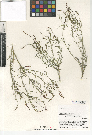  (Stillingia linearifolia - CCDB-24941-B03)  @11 [ ] CreativeCommons - Attribution Non-Commercial Share-Alike (2015) SDNHM San Diego Natural History Museum