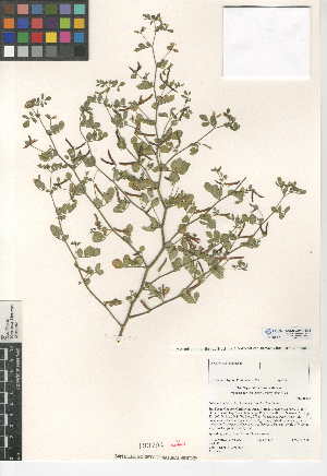  (Acmispon maritimus var. brevivexillus - CCDB-24941-B06)  @11 [ ] CreativeCommons - Attribution Non-Commercial Share-Alike (2015) SDNHM San Diego Natural History Museum