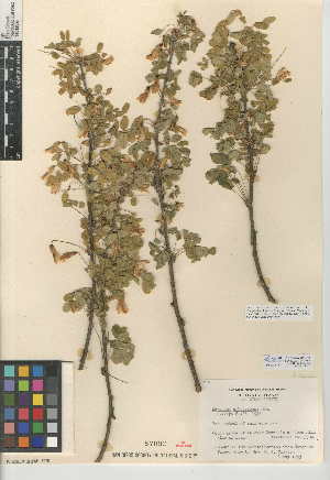  ( - CCDB-24941-E11)  @11 [ ] CreativeCommons - Attribution Non-Commercial Share-Alike (2015) SDNHM San Diego Natural History Museum