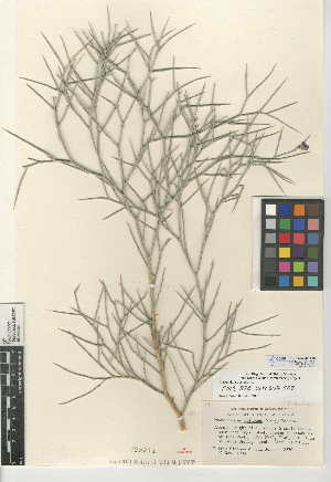  (Psorothamnus spinosus - CCDB-24942-A08)  @11 [ ] CreativeCommons - Attribution Non-Commercial Share-Alike (2015) SDNHM San Diego Natural History Museum