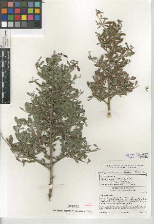  (Pickeringia montana var. montana - CCDB-24942-B07)  @11 [ ] CreativeCommons - Attribution Non-Commercial Share-Alike (2015) SDNHM San Diego Natural History Museum