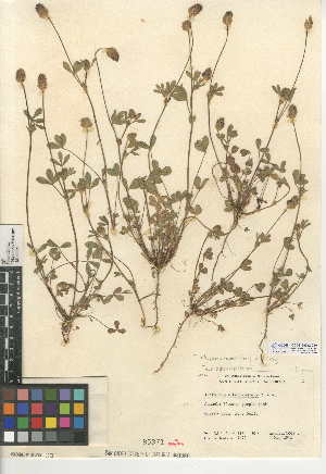  (Trifolium albopurpureum var. albopurpureum - CCDB-24942-C10)  @11 [ ] CreativeCommons - Attribution Non-Commercial Share-Alike (2015) SDNHM San Diego Natural History Museum