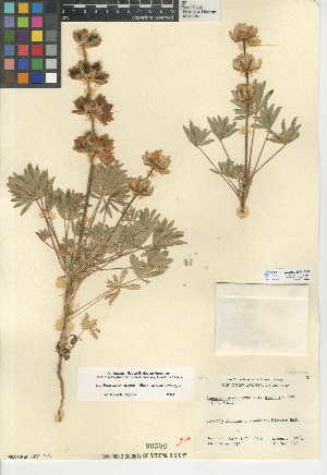  (Lupinus microcarpus var. microcarpus - CCDB-24942-D05)  @11 [ ] CreativeCommons - Attribution Non-Commercial Share-Alike (2015) SDNHM San Diego Natural History Museum