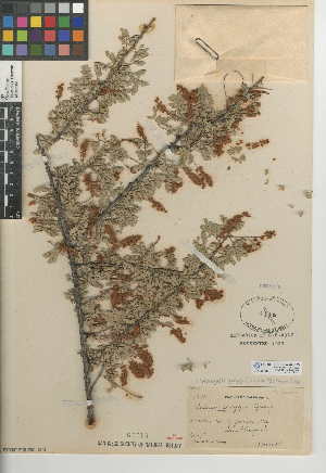  (Senegalia greggii - CCDB-24942-D09)  @11 [ ] CreativeCommons - Attribution Non-Commercial Share-Alike (2015) SDNHM San Diego Natural History Museum