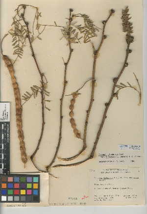  (Prosopis glandulosa var. torreyana - CCDB-24942-F08)  @11 [ ] CreativeCommons - Attribution Non-Commercial Share-Alike (2015) SDNHM San Diego Natural History Museum