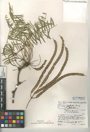  (Prosopis glandulosa var. glandulosa - CCDB-24942-G08)  @11 [ ] CreativeCommons - Attribution Non-Commercial Share-Alike (2015) SDNHM San Diego Natural History Museum
