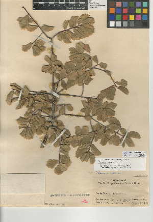  (Quercus agrifolia X wislizenii - CCDB-24943-A02)  @11 [ ] CreativeCommons - Attribution Non-Commercial Share-Alike (2015) SDNHM San Diego Natural History Museum