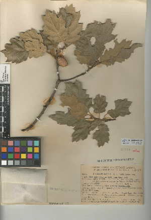  (Quercus X ganderi - CCDB-24943-A03)  @11 [ ] CreativeCommons - Attribution Non-Commercial Share-Alike (2015) SDNHM San Diego Natural History Museum