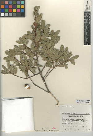  (Quercus X acutidens - CCDB-24943-D02)  @11 [ ] CreativeCommons - Attribution Non-Commercial Share-Alike (2015) SDNHM San Diego Natural History Museum