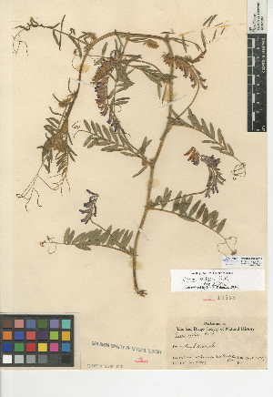  (Vicia villosa subsp. villosa - CCDB-24943-E02)  @11 [ ] CreativeCommons - Attribution Non-Commercial Share-Alike (2015) SDNHM San Diego Natural History Museum