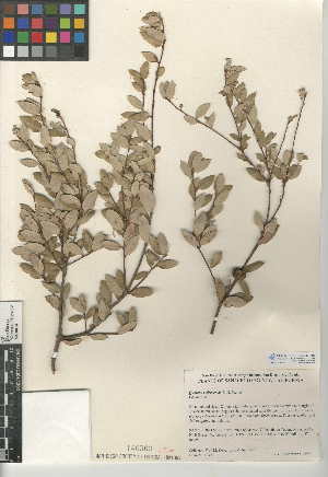  (Quercus cedrosensis - CCDB-24943-F03)  @11 [ ] CreativeCommons - Attribution Non-Commercial Share-Alike (2015) SDNHM San Diego Natural History Museum