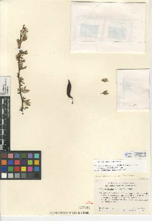  (Vachellia farnesiana var. minuta - CCDB-24943-G01)  @11 [ ] CreativeCommons - Attribution Non-Commercial Share-Alike (2015) SDNHM San Diego Natural History Museum