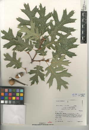  (Quercus kelloggii - CCDB-24943-G04)  @11 [ ] CreativeCommons - Attribution Non-Commercial Share-Alike (2015) SDNHM San Diego Natural History Museum