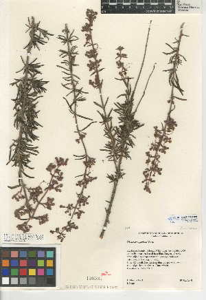  (Trichostema parishii - CCDB-24944-B06)  @11 [ ] CreativeCommons - Attribution Non-Commercial Share-Alike (2015) SDNHM San Diego Natural History Museum