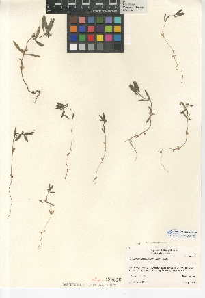  (Trichostema austromontanum subsp. austromontanum - CCDB-24944-E06)  @11 [ ] CreativeCommons - Attribution Non-Commercial Share-Alike (2015) SDNHM San Diego Natural History Museum
