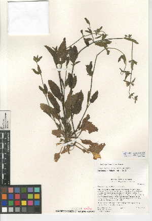  (Stachys rigida var. rigida - CCDB-24944-G06)  @11 [ ] CreativeCommons - Attribution Non-Commercial Share-Alike (2015) SDNHM San Diego Natural History Museum