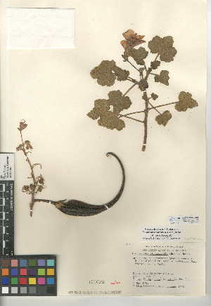  (Proboscidea althaeifolia - CCDB-24945-A01)  @11 [ ] CreativeCommons - Attribution Non-Commercial Share-Alike (2015) SDNHM San Diego Natural History Museum