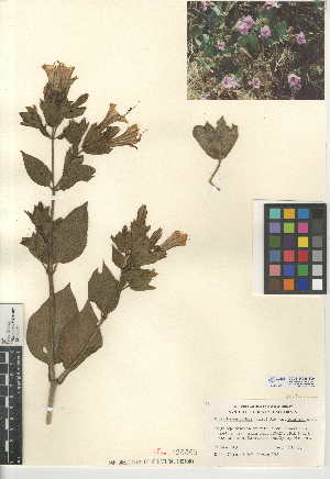  (Mirabilis multiflora var. pubescens - CCDB-24945-B09)  @11 [ ] CreativeCommons - Attribution Non-Commercial Share-Alike (2015) SDNHM San Diego Natural History Museum