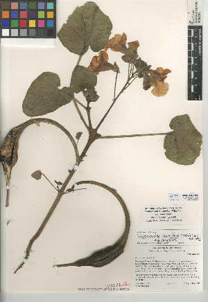  (Proboscidea louisianica subsp. louisianica - CCDB-24945-H02)  @11 [ ] CreativeCommons - Attribution Non-Commercial Share-Alike (2015) SDNHM San Diego Natural History Museum