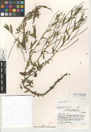 (Epilobium ciliatum - CCDB-24946-A02)  @11 [ ] CreativeCommons - Attribution Non-Commercial Share-Alike (2015) SDNHM San Diego Natural History Museum