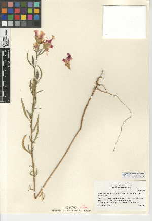  (Clarkia purpurea subsp. viminea - CCDB-24946-B01)  @11 [ ] CreativeCommons - Attribution Non-Commercial Share-Alike (2015) SDNHM San Diego Natural History Museum