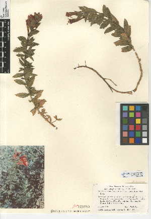  (Epilobium canum subsp. latifolium - CCDB-24946-B02)  @11 [ ] CreativeCommons - Attribution Non-Commercial Share-Alike (2015) SDNHM San Diego Natural History Museum