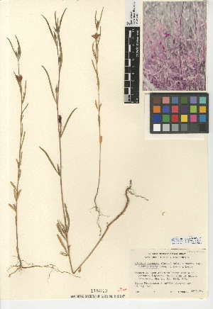  (Clarkia purpurea subsp. Quadrivulnera - CCDB-24946-C01)  @11 [ ] CreativeCommons - Attribution Non-Commercial Share-Alike (2015) SDNHM San Diego Natural History Museum