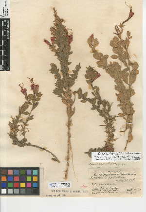  (Epilobium canum subsp. garrettii - CCDB-24946-C02)  @11 [ ] CreativeCommons - Attribution Non-Commercial Share-Alike (2015) SDNHM San Diego Natural History Museum