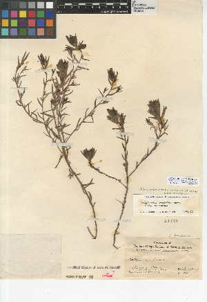  (Chloropyron maritimum subsp. maritimum - CCDB-24946-C07)  @11 [ ] CreativeCommons - Attribution Non-Commercial Share-Alike (2015) SDNHM San Diego Natural History Museum
