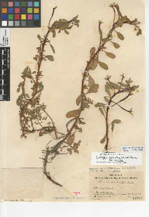 (Ludwigia peploides subsp. peploides - CCDB-24946-D04)  @11 [ ] CreativeCommons - Attribution Non-Commercial Share-Alike (2015) SDNHM San Diego Natural History Museum