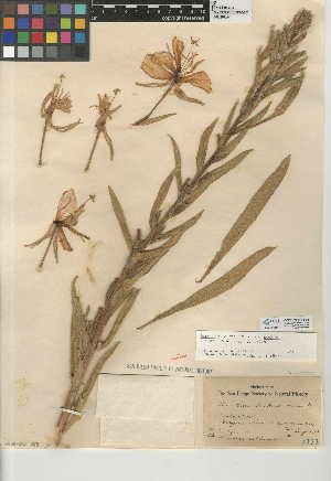  (Oenothera elata subsp. hookeri - CCDB-24946-F05)  @11 [ ] CreativeCommons - Attribution Non-Commercial Share-Alike (2015) SDNHM San Diego Natural History Museum