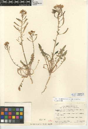  (Chylismia claviformis subsp. peirsonii - CCDB-24946-G01)  @11 [ ] CreativeCommons - Attribution Non-Commercial Share-Alike (2015) SDNHM San Diego Natural History Museum
